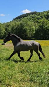 Jument 4 ans blue rouan montée attelée 