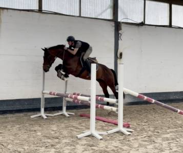 Caballo castrado KWPN Caballo de Deporte Neerlandés En venta 2021 Bayo