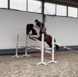 Hongre, sBs, 1m61, très polyvalent 