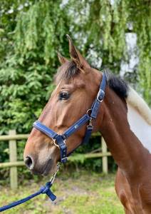 Caballo castrado sBs Caballo de Deporte Belga En venta 2021 Pío