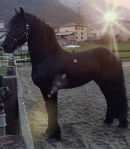 Stupendo stallone frisone