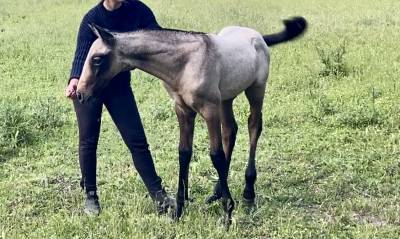 Poulain pur sang lusitanien 