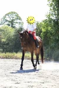 Cheval de sport 