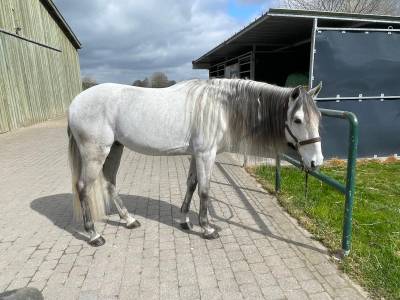 Lusitanien