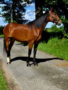 Merrie franse draver  te koop 2020 donker bruin / bai