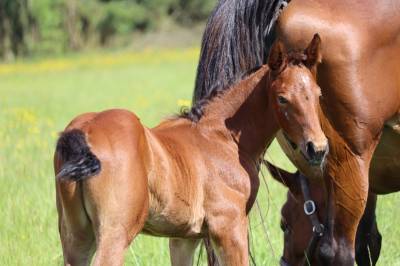 Foal femelle selle français par joker d'euskadi