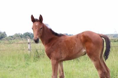 Foal femelle selle français par joker d'euskadi