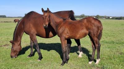 Potranca silla francés en venta 2025 bayo por joker d'euskadi