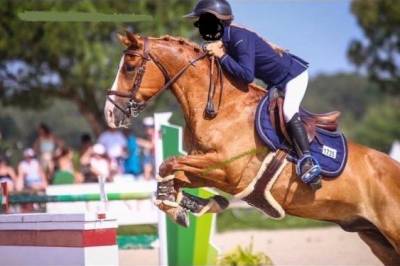 Vendo pony da salto del 2010