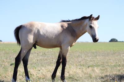 Poney foal pfs par usandro tilia derlenn
