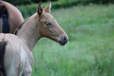 Poulain pure race espagnole