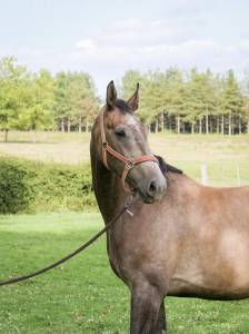 Cashemir d'orvaux ( hongre de 5 ans )