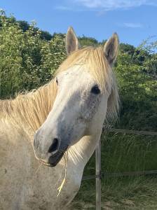 Ponette connemara 