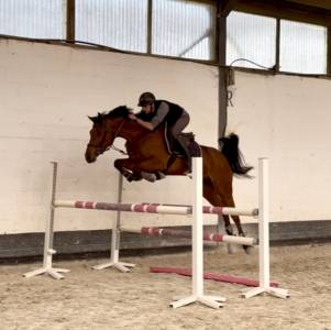 Caballo castrado Zangersheide En venta 2020 Bayo