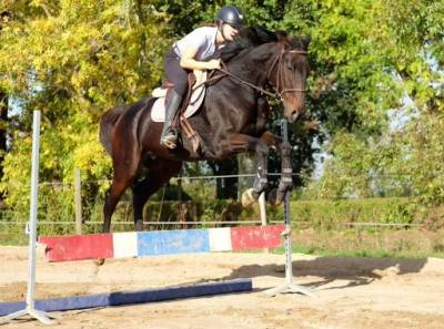 Cheval pure sang hongre