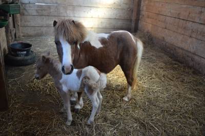 Poulain mâle type shetland