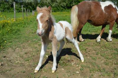 Poulain mâle shetland oc