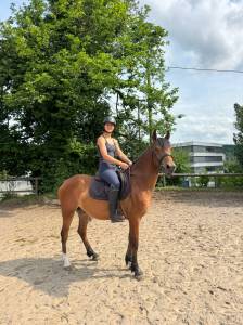 Malo - hongre - 3ans