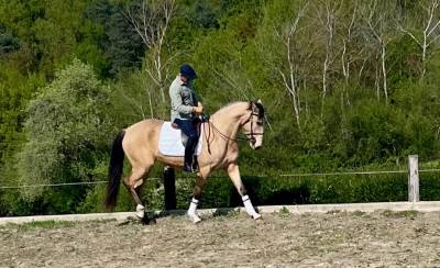 Jument pure race lusitanienne