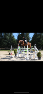 Top jument zangersheide à vendre