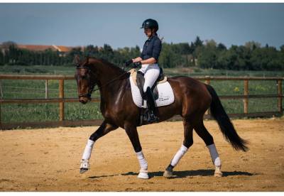 Yegua KWPN Caballo de Deporte Neerlandés En venta 2019 Bayo moreno