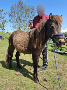 PONEY CURLY