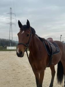 Cavalla sella francese in vendita 2017 baio ,  calidos 