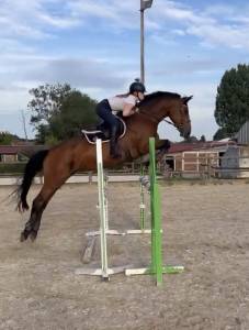 Jument cso 12 ans a vendre 