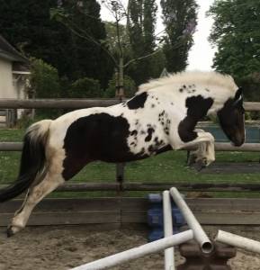Ponette b pie aux yeux bleus