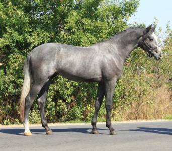 Hongre gris 4 ans par cornet obolensky et balougran z