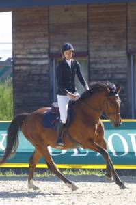 Hongre 5ans sport