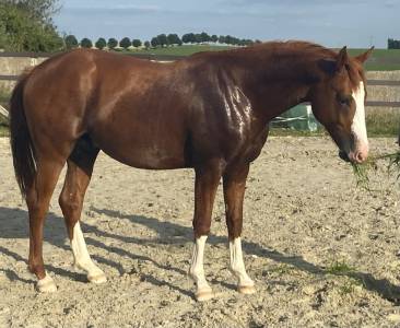 Mâle sf 2 ans modèle-qualité-génétique