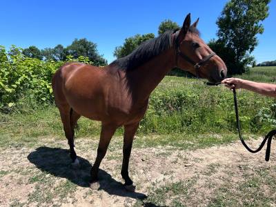 Hongre gentil 9 ans polyvalent