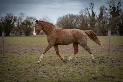 Poulain dressage