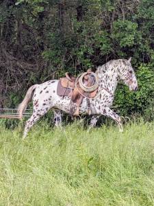 Caballo castrado Appaloosa En venta 2021 Appaloosa