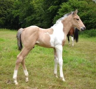 Poulain pie isabelle tobiano 
