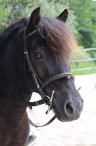 Poney de club
