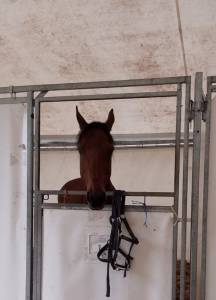 Cheval