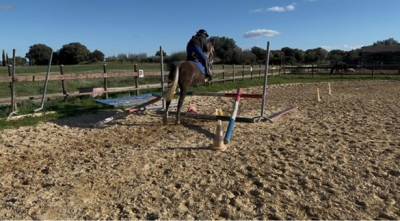 Poney onc polyvalent 