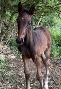 Poulain sf sport loisir 