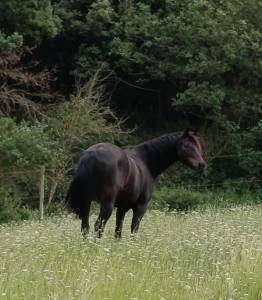 Cheval d'extérieur 