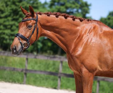 Knap dressuurpaard Desperado x United 6 jr