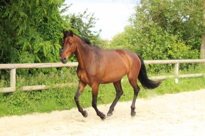 Belle jument sport aes 