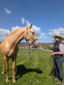 OTE OLIVARES , PRE à la robe palomino 3 ans