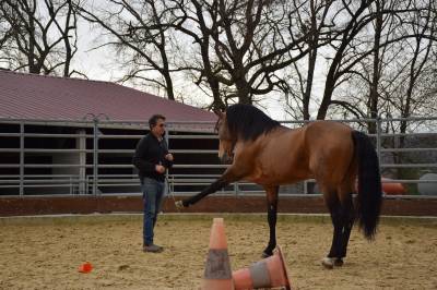 Caballo castrado PRE Pura Raza Española En venta 2015 Isabelo