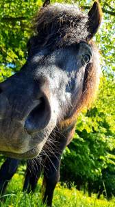 Poney 1m15