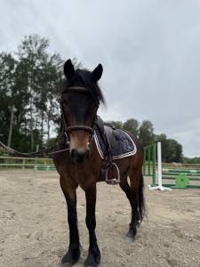 Poney 4 ans