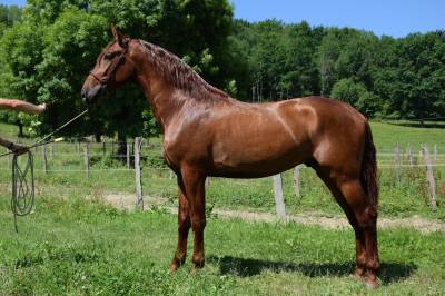 Caballo entero PRE Pura Raza Española En venta 2022 Alazán por CAPRICHOSO MANGO