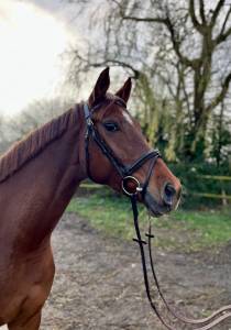 Magnifique jument kwpn de 5 ans 1m67