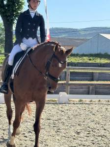 Jolie jument selle francais 7 ans dressage